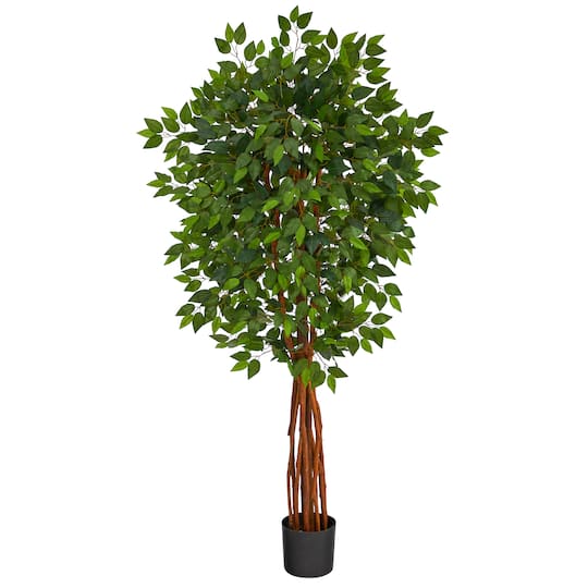 5.5ft. Potted Super Deluxe Ficus Tree